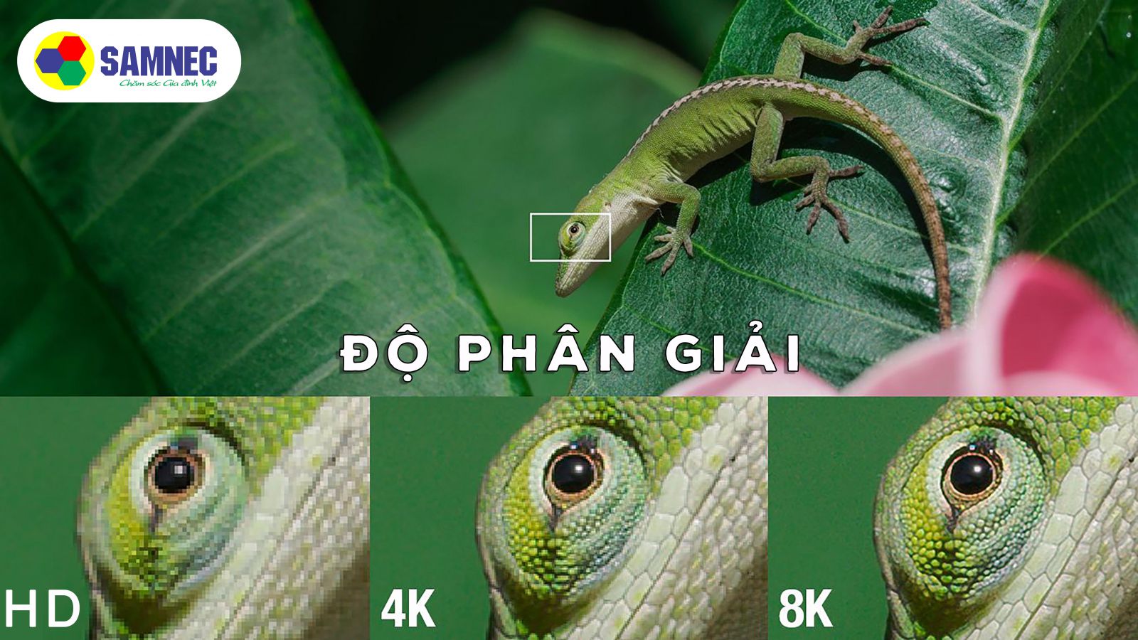 Phân biệt tivi 4K và tivi 8K