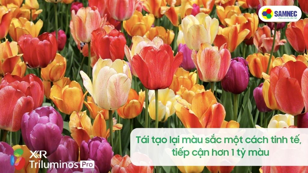 Công nghệ XR Triluminos Pro™ của Tivi Sony 4K X95L