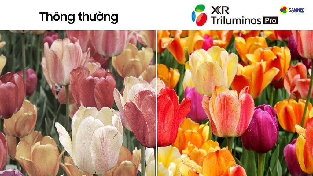 Công nghệ hình ảnh XR Triluminos Pro