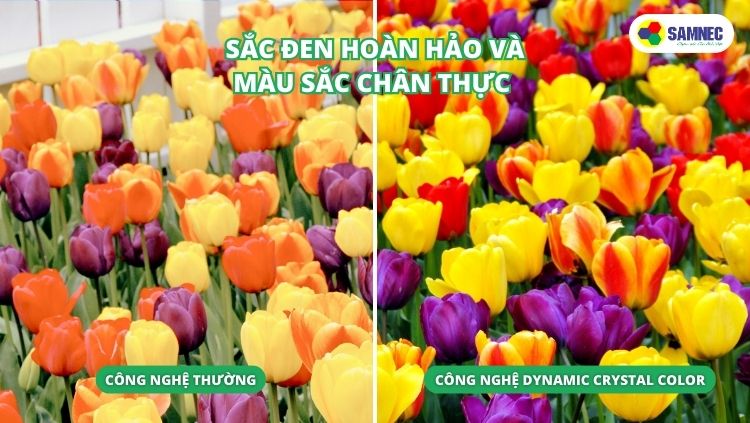 Công nghệ nâng cấp hình ảnh Dynamic Crystal Color trên tivi Samsung