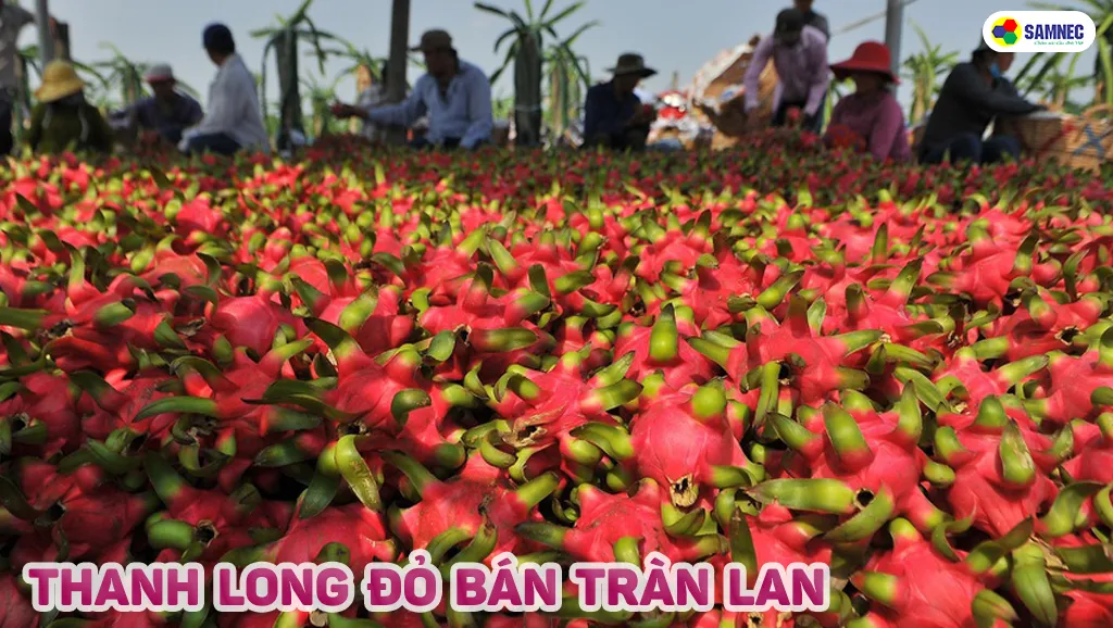 Làm mỳ thanh long góp phần giải cuus nông sản