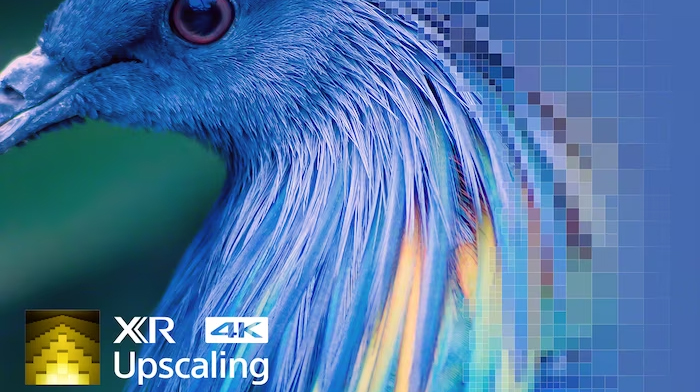Ảnh cận cảnh lông chim thể hiện hiệu ứng của công nghệ XR 4K Upscaling